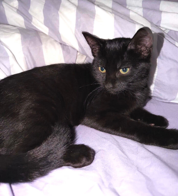 2 black boy kittens