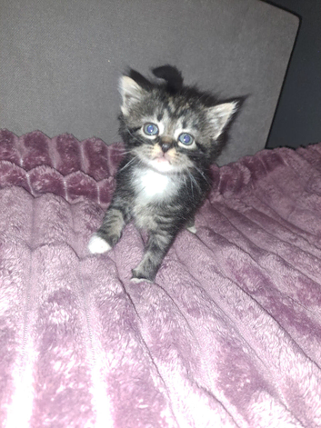 4 absolutley beautiful kittens looking for their forever homes