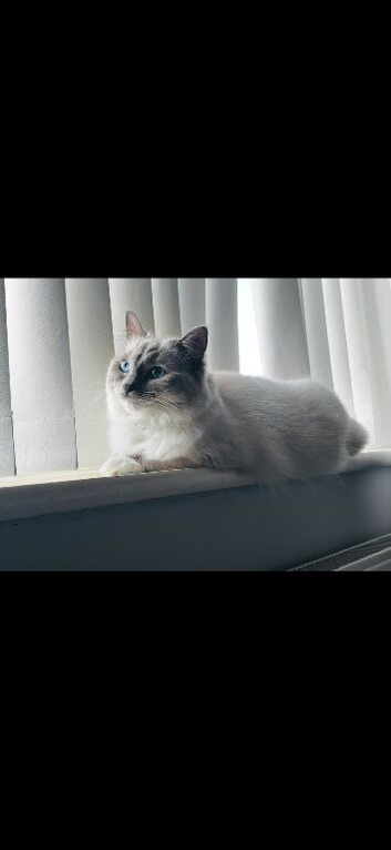 Ragdoll kittens