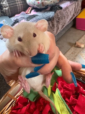 Siamese dumbo Rex fancy rats