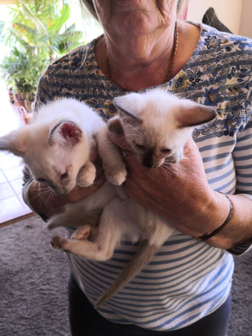 Ragdoll Siamese Cross