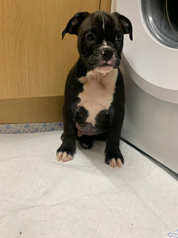 Olde English bulldog puppys available now