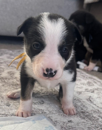 Meet your new best friend pure breed baby collies