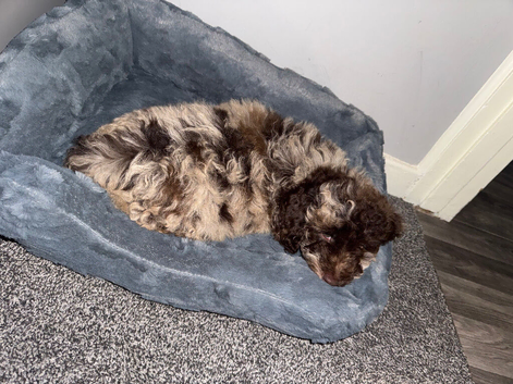 Cockapoo Male