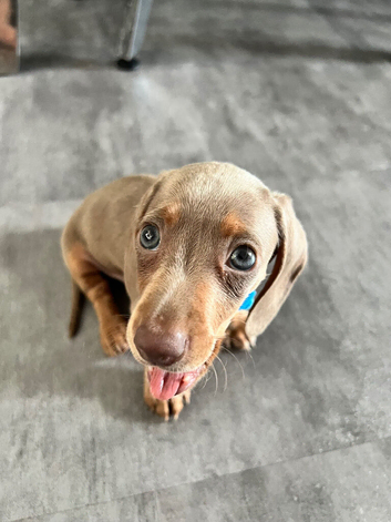 Miniature male Dachsund puppy (lovely temperment)