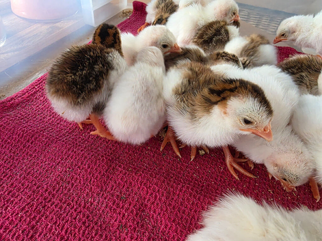 Guinea fowl keets