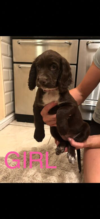READY TO LEAVE NOW  Cocker spaniel puppies
