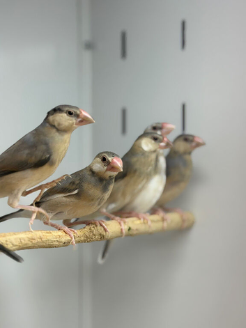 Java finches