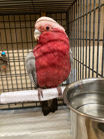 Male galah cockatoo