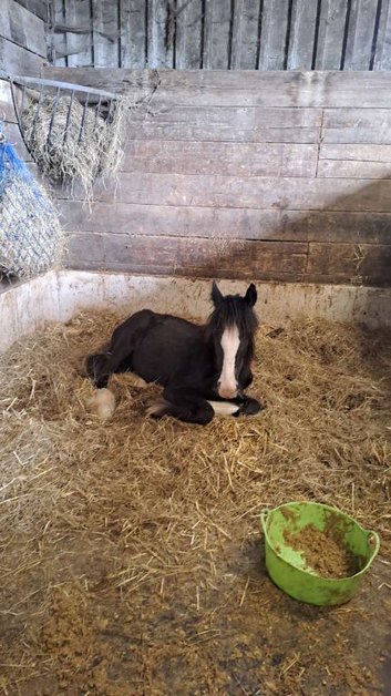 15 month old colt black cob
