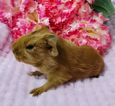 Single baby sow