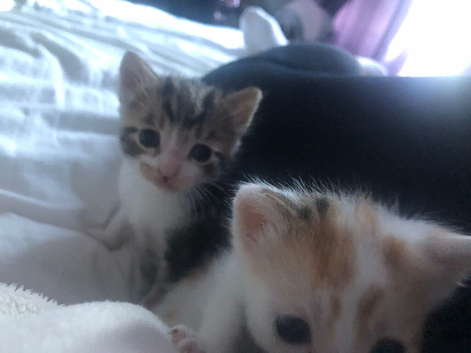 Kittens