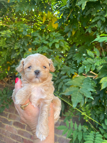 Beautiful Tiny Maltipoo F-1