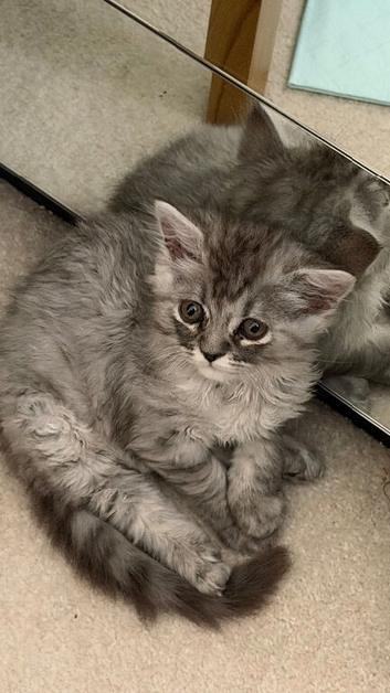 Chinchilla Persian Kitten