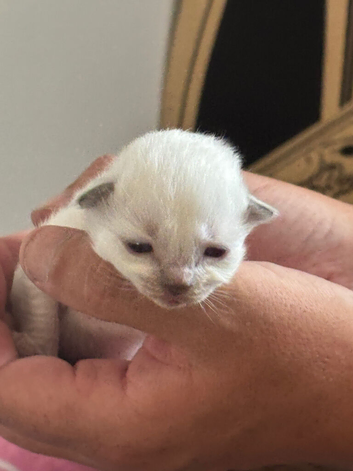 Ragdoll blue mitted kittens born 10/07/26