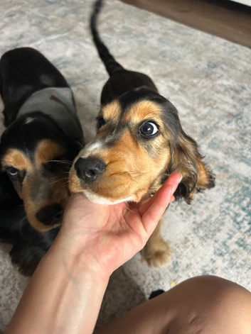 1 boy left  Rare Coloured Show-Type Cocker Spaniel Puppies