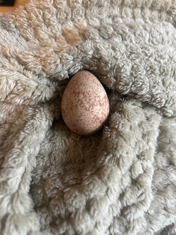 red legged partridge eggs