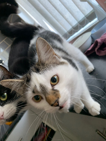 Cat for rehoming female