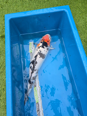 Koi carp