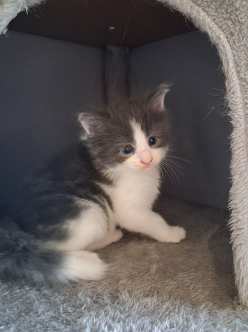 **Beautiful Maine Coon Kittens for Sale**