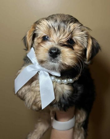 Yorkie terrier boy ready