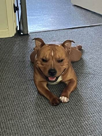 Red Staffy for loveing home