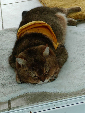 Stunning Golden Scottish fold straight boy needs special love family