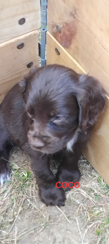 Cocker spaniel pups