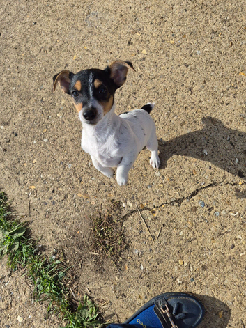 Jack Russell puppies