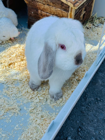 9 Month Old Male Lop Rabbit &ndash; Full Setup Included