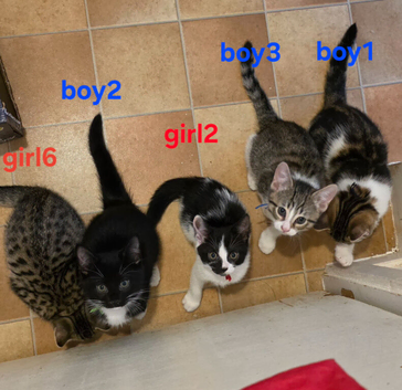 Beautiful kittens for sale looking for foreverr loving homes