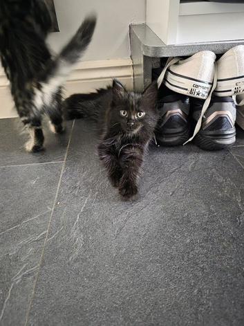 Norwegian forest kittens mix