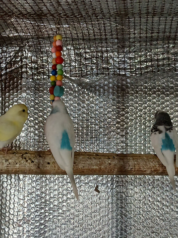 3 young Budgies for sale Amesbury
