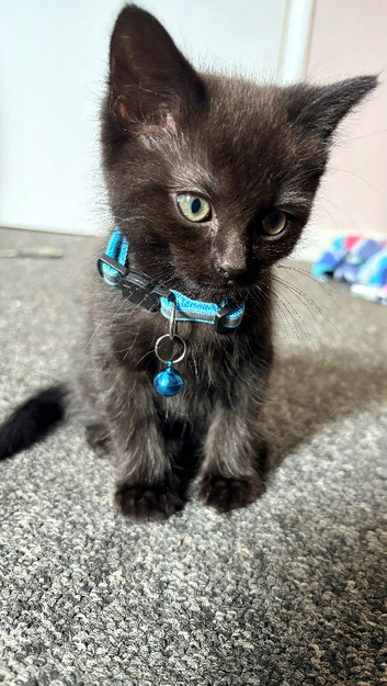 Ragdoll cross kittens