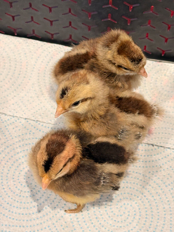 Chicks - cream legbar &pound;10 each