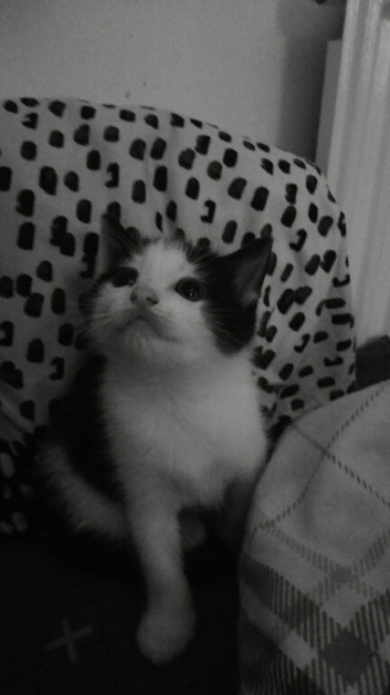 2 female kittens