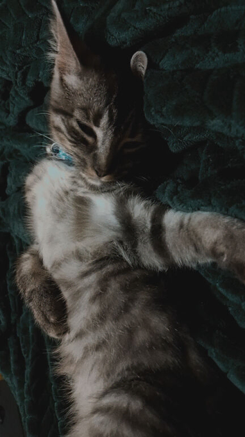 Bengal kitten (silver/black)