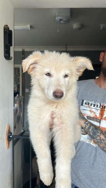 Last pup ready to go