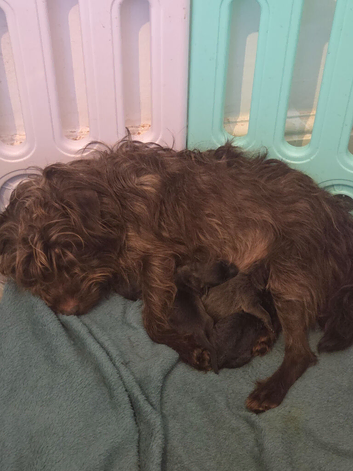 Patterdale terrier puppies