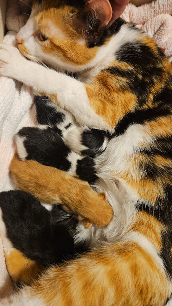 4 beautiful kittens(All RESERVED)