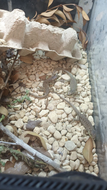 Jeweled  lacerta  lizards babys