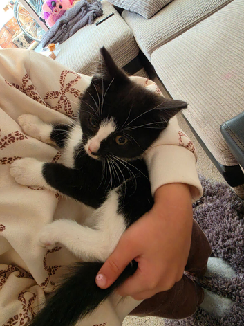 Kitten