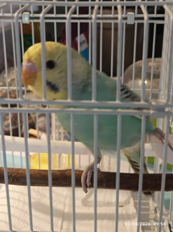 Available Budgie Bird Babies - 2 x HENS girls one rainbow and one purple lilac and white clearwing &pound;60