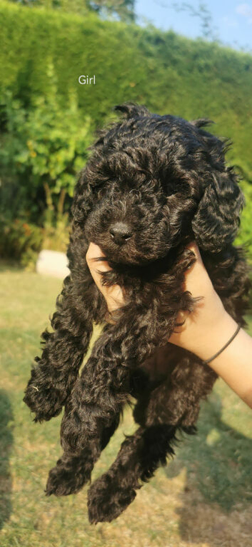 Stunning litter of Toy Poodles