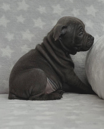 Kc registered blue Staffordshire bull terrier puppies