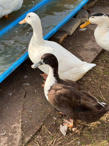 2 female ducks
