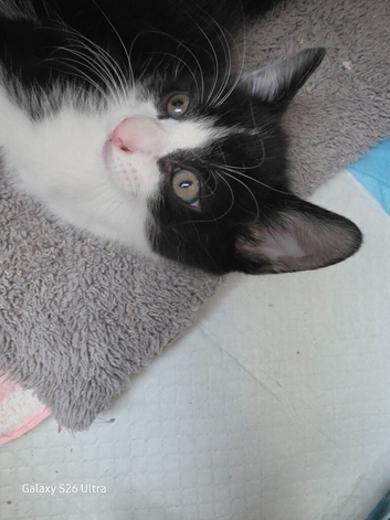 3 beautiful kittens left