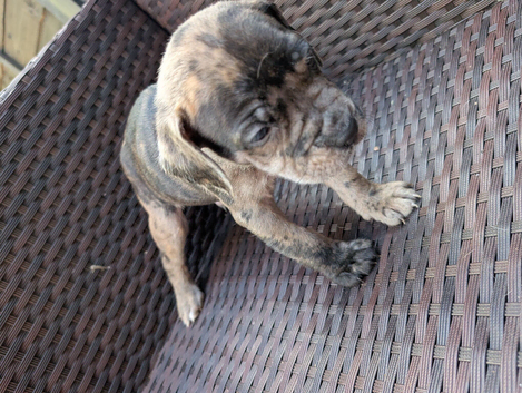 Alapaha blue blood bulldog cross staffy