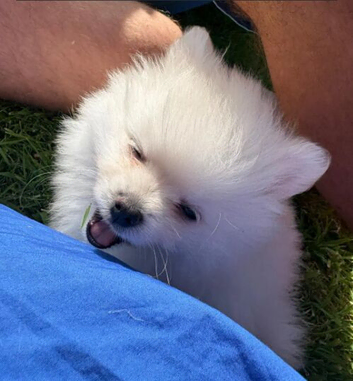 White female baby Pomeranians