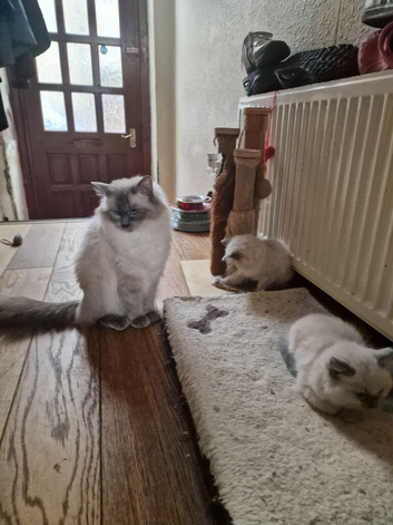 Ragdoll Kittens